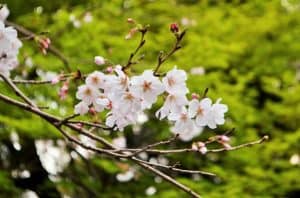 Pink cherry blossoms in Japan