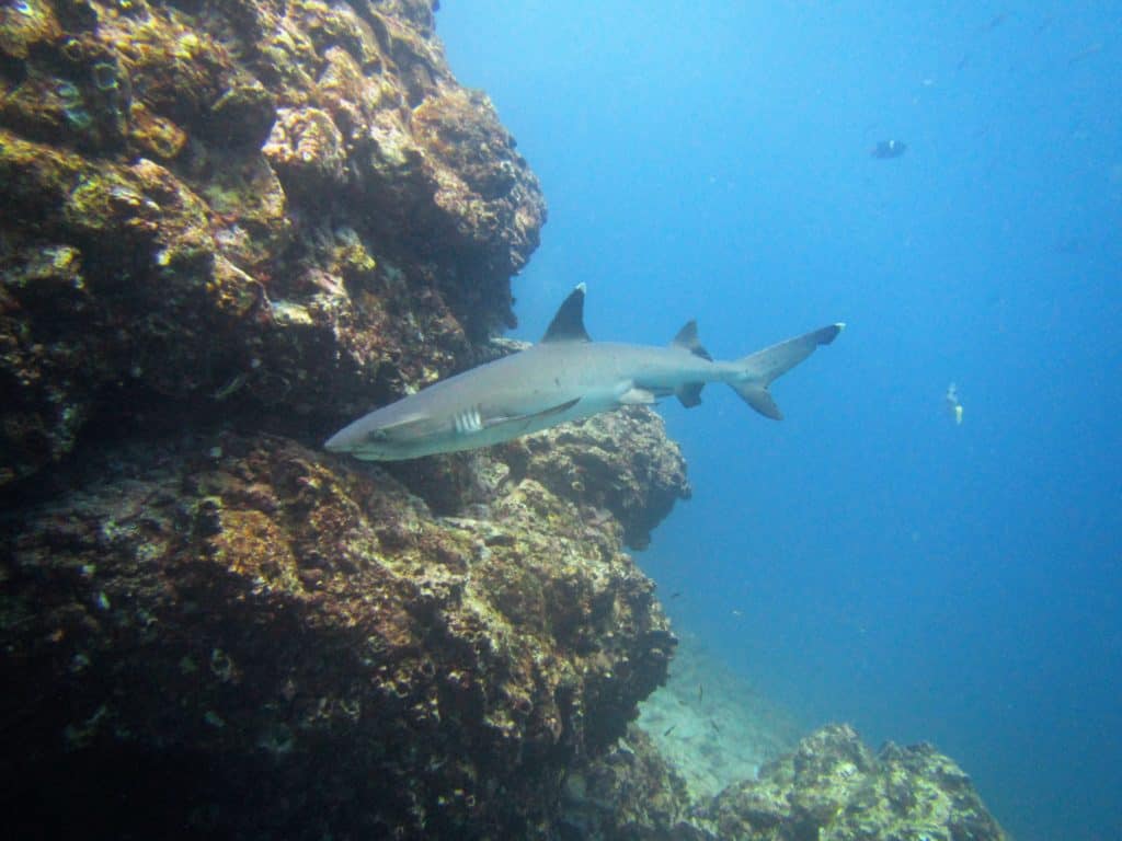 Picture of a shark taken while diving in the Galapagos