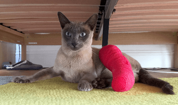Picture of cat with large red cast on its leg