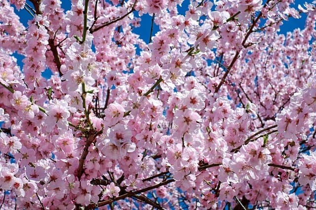 Picture of Japanese cherry blossoms