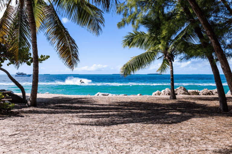 A beach with palm trees