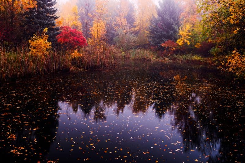 A pond surrounded by colorful trees