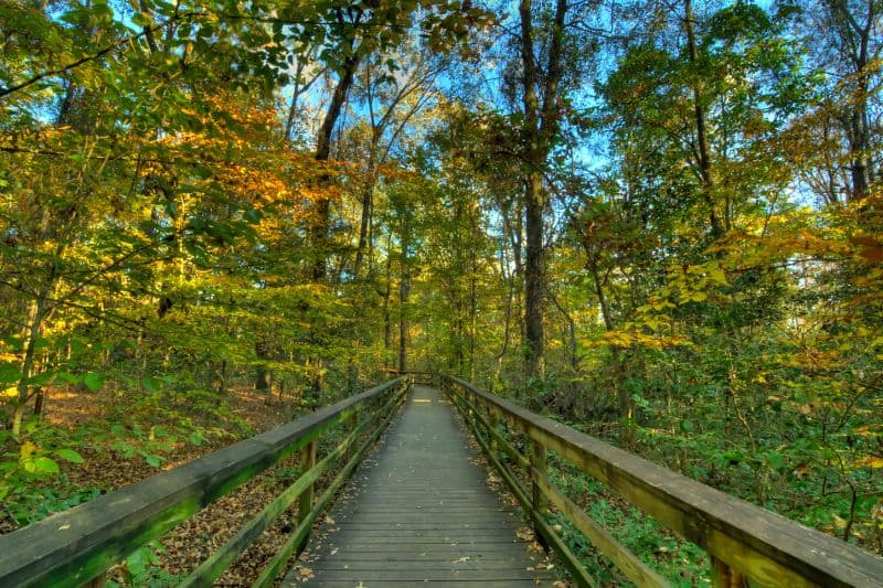 A boardwalk trail through a forest of trees with golden leaves