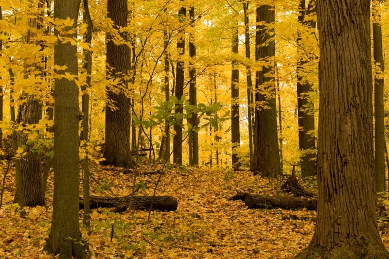 A wooded park full of trees with yellow leaves