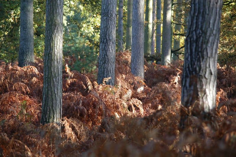 A forest with red ferns surrounding the trees