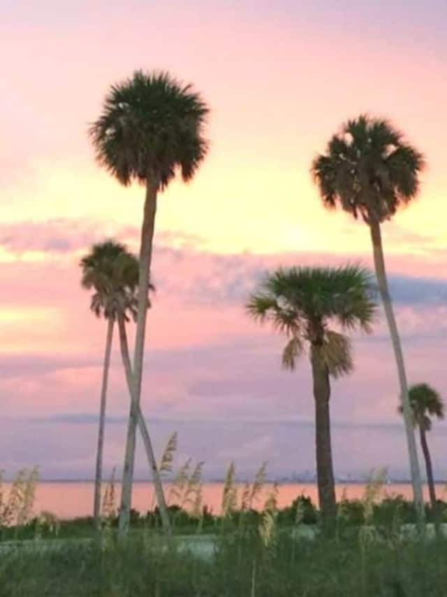 Palm trees at sunset