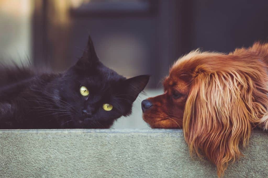 A black cat lying next to a brown dog with long ears