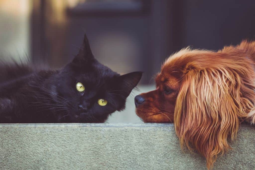 Floof the Fluffy Black Cat MADE TO ORDER -  Portugal