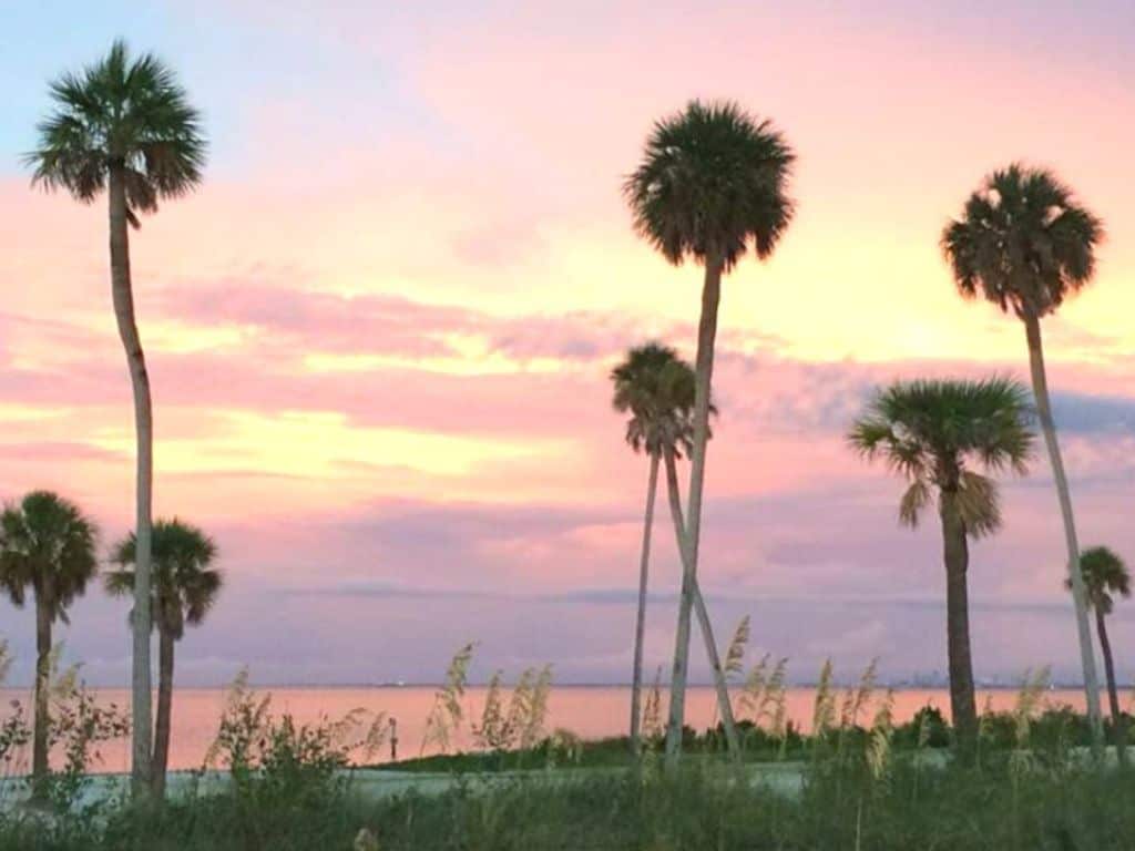 Palm trees at sunset