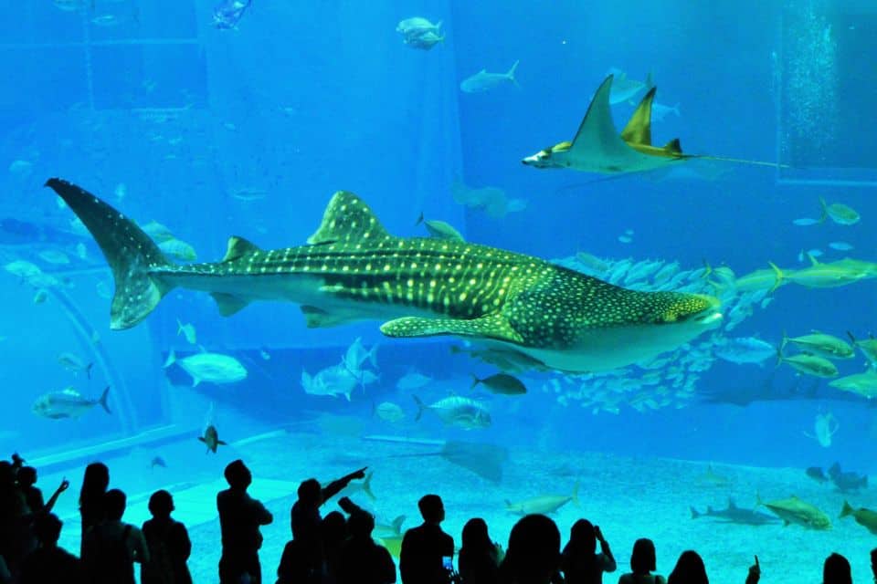 A giant whale shark in an aquarium in Okinawa