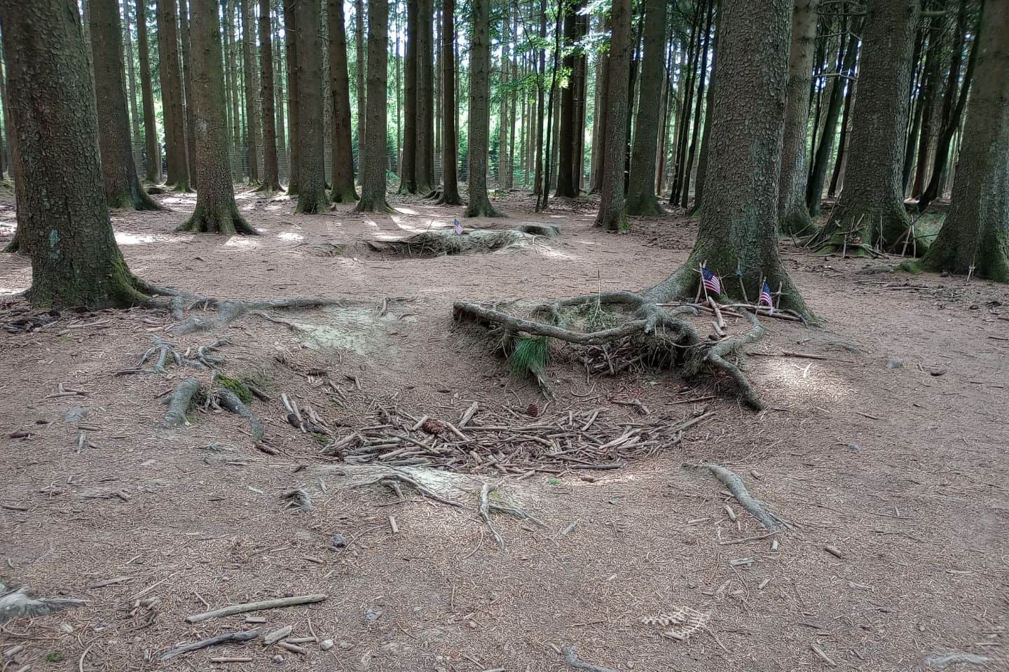 Shallow holes next to trees in a forest