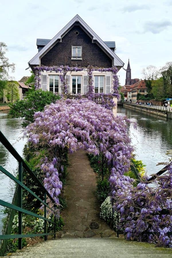 A house with the entryway covered in purple flowers