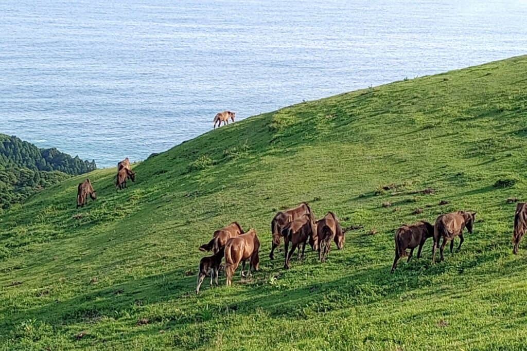Horses grazing on a mountain overlooking the ocean