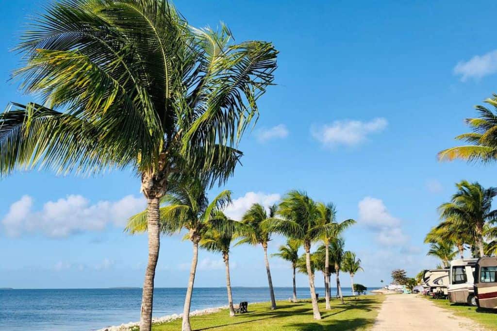 RVs lined up along the waterfront with palm trees