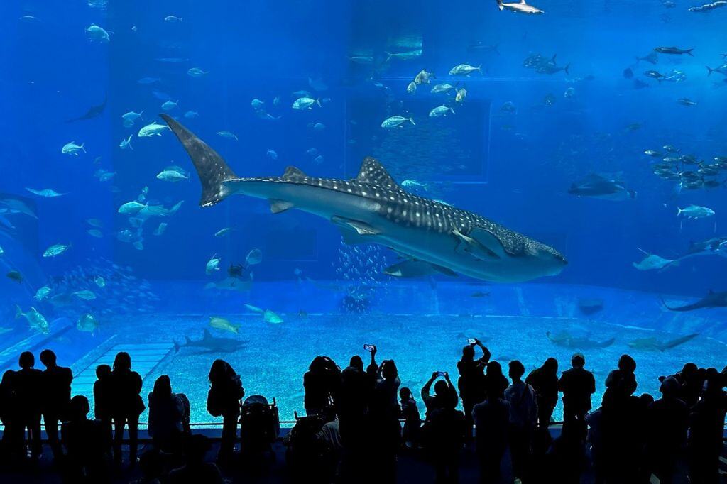 a whale shark and other fish in an aquarium