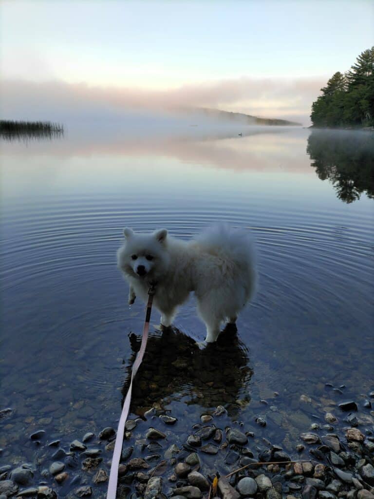 A fuzzy white dog standing in the water at sunset