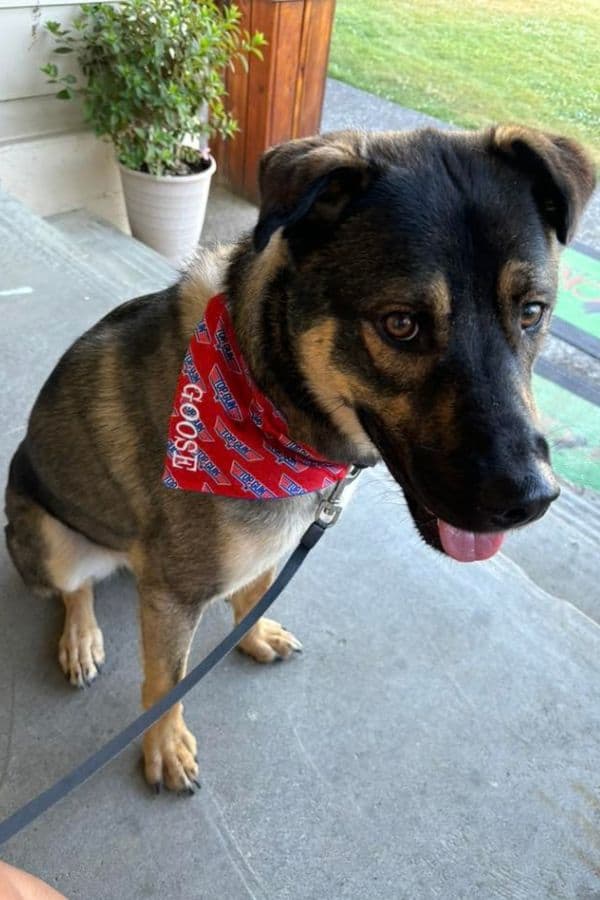 A brown and black dog wearing a red handkerchief around his neck