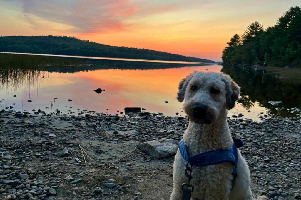 A white dog wearing a blue harness sits in front of a lake at sunset