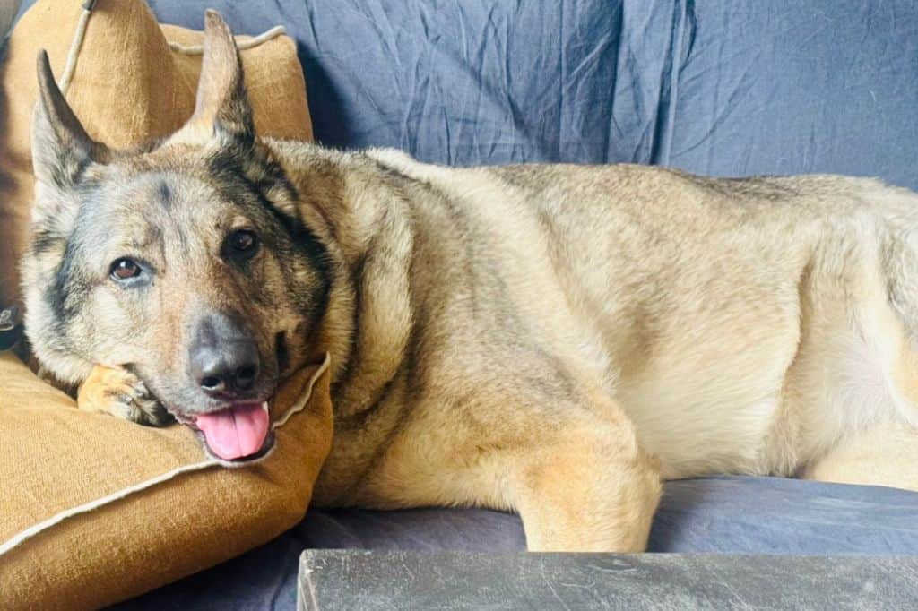 A German Shepherd lying on a couch
