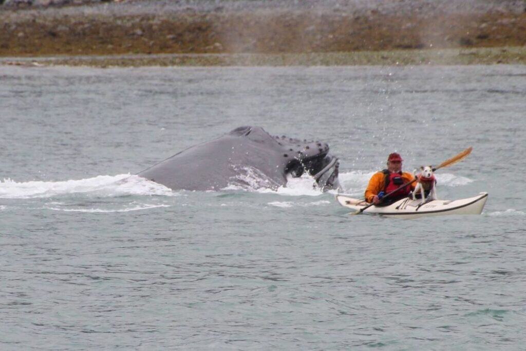 A man kayaking with his dog sitting in front of him and a giant whale in the water behind them.