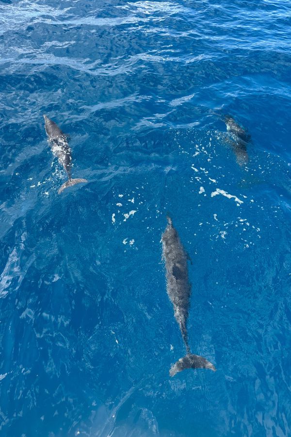 Three dolphins swimming in clear blue water