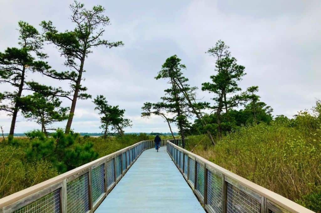 Boardwalk trail through coastal forest and marsh landscape at Cape Henlopen State Park in Delaware.