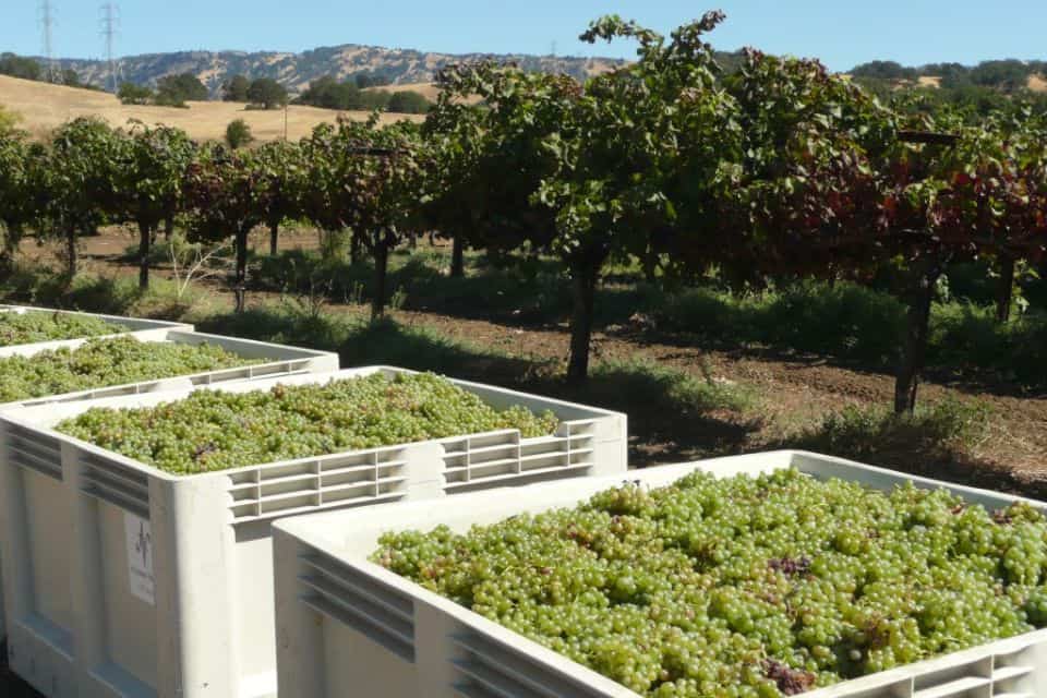 Vineyard rows with crates full of green grapes in the foreground