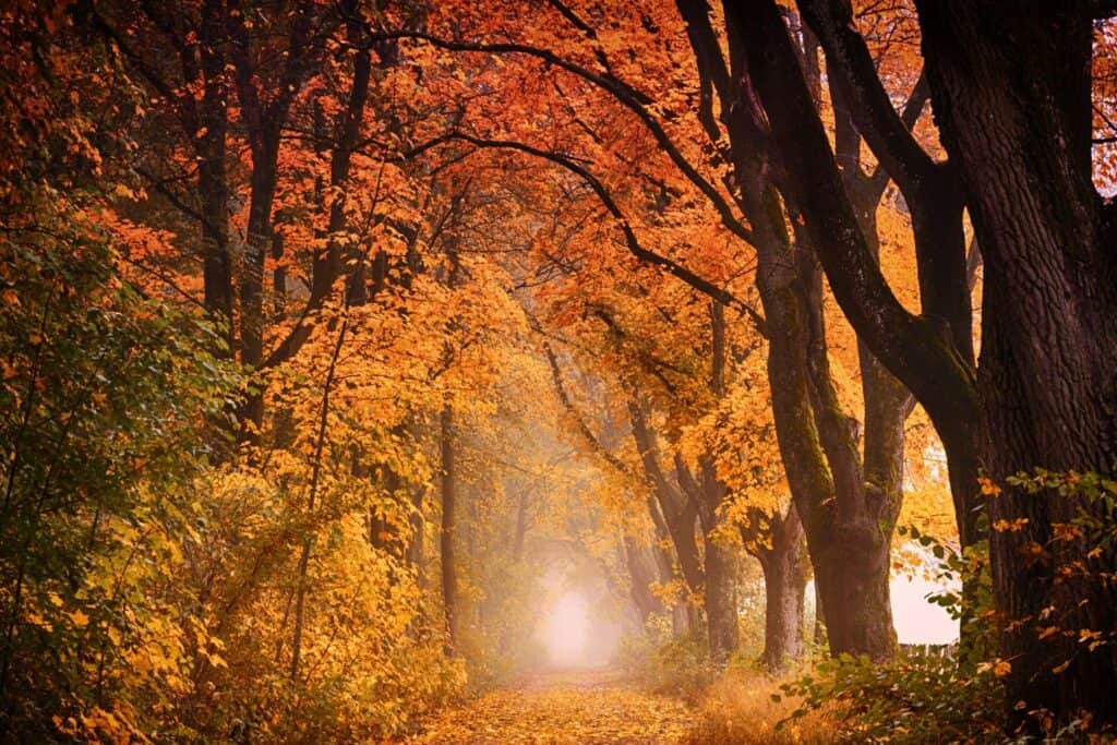 A canopy of trees with orange and yellow leaves