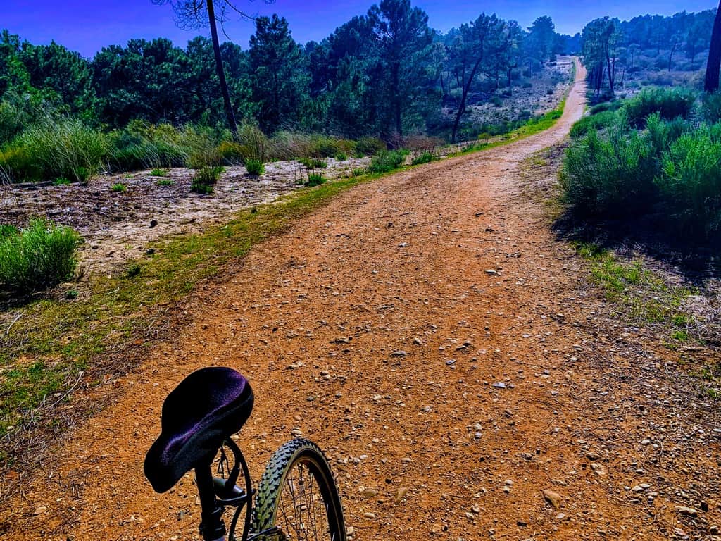 A dirt trail with pine forest in the background