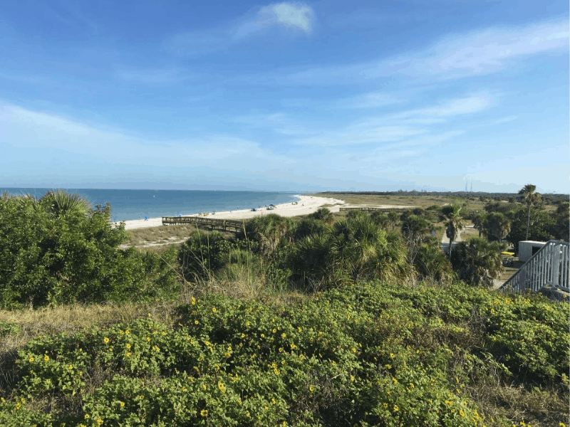 Greenery on sand dunes overlooking a beach