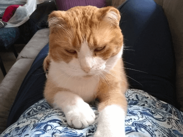 A yellow and white cat sitting on the writer's stomach