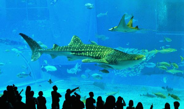 Churaumi Aquarium is one of many things to do in Okinawa