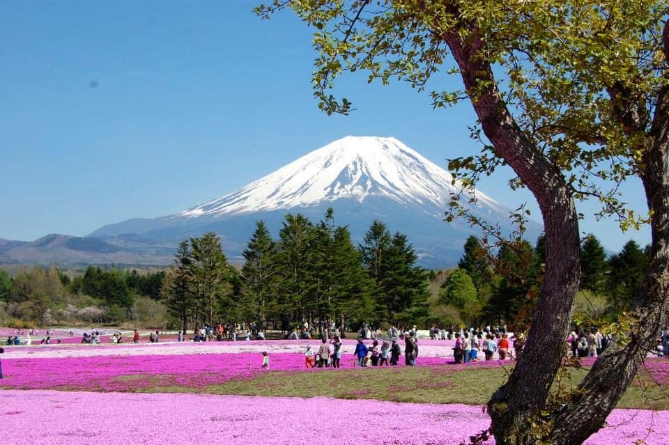 Picture of snow-capped Mt. Fuji surrounded by pink flowers