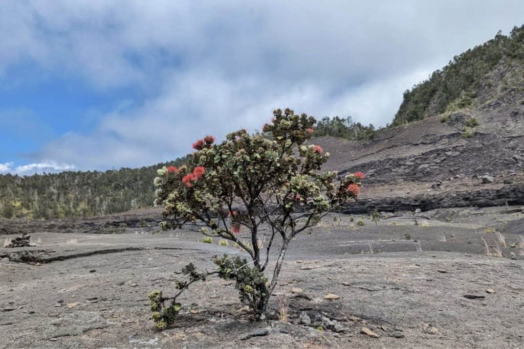 A flowering plant growing amidst volcanic ash