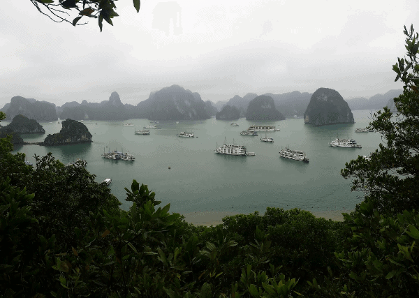 View through the trees of boats in Halong Bay