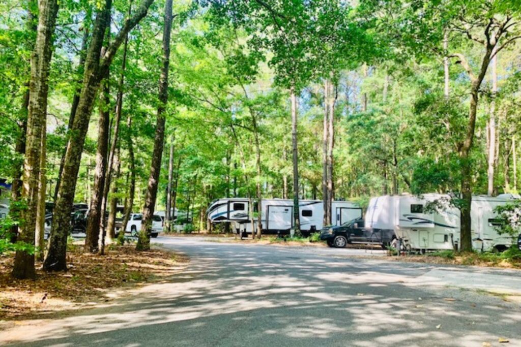 A row of RVs parked amongst trees
