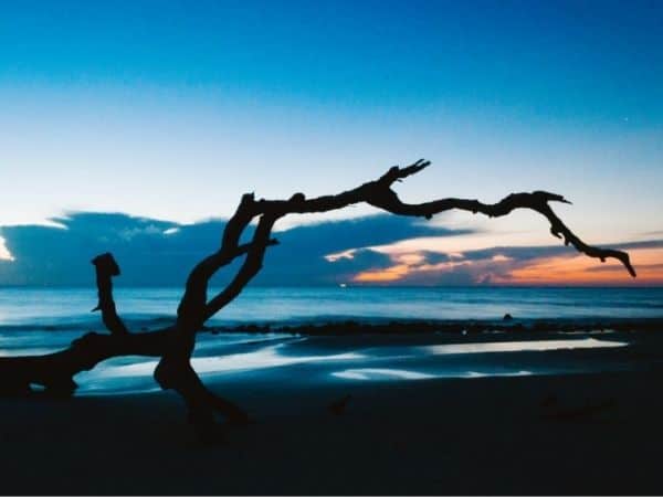 A silhouette of driftwood on a beach at sunset - Winter rentals on Jekyll Island