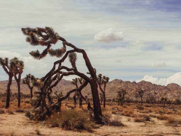 Joshua trees with mountains in the background - book a winter rental near Joshua Tree National Park