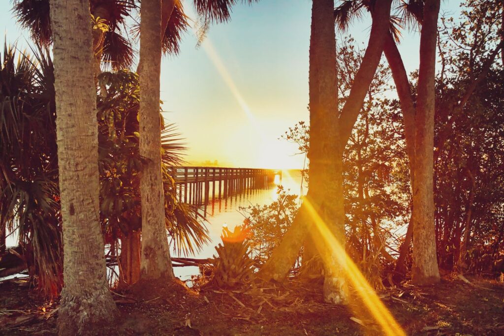 Sunrise over the water as seen through trees