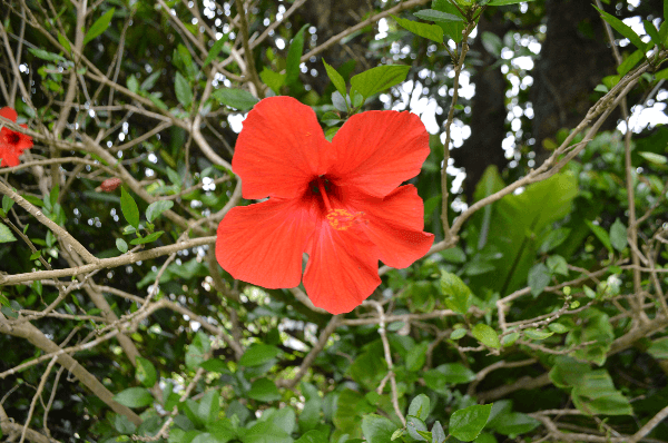 Orange flower in Okinawa
