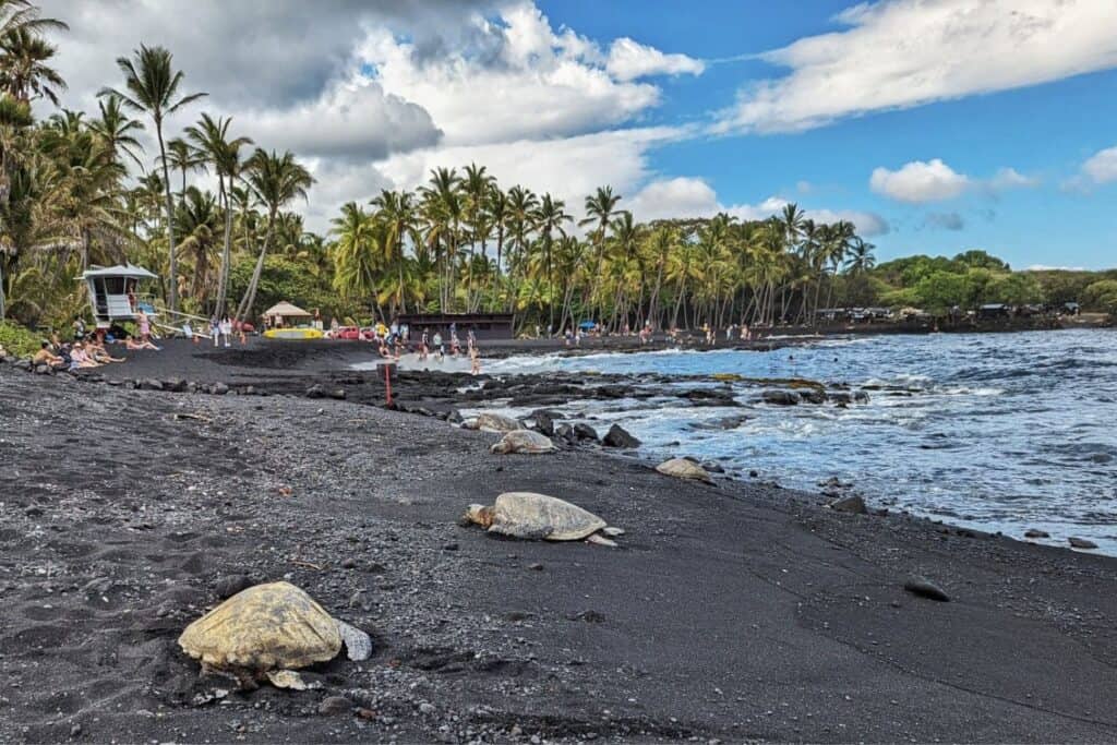 Turtles on a black sand beach