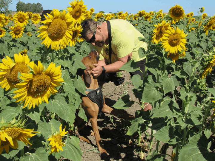 A man playing with his dog in a field of sunflowers