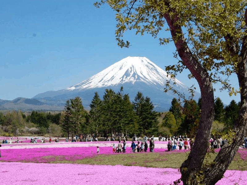 A field of purple flowers with snow-capped Mt Fuji in the background