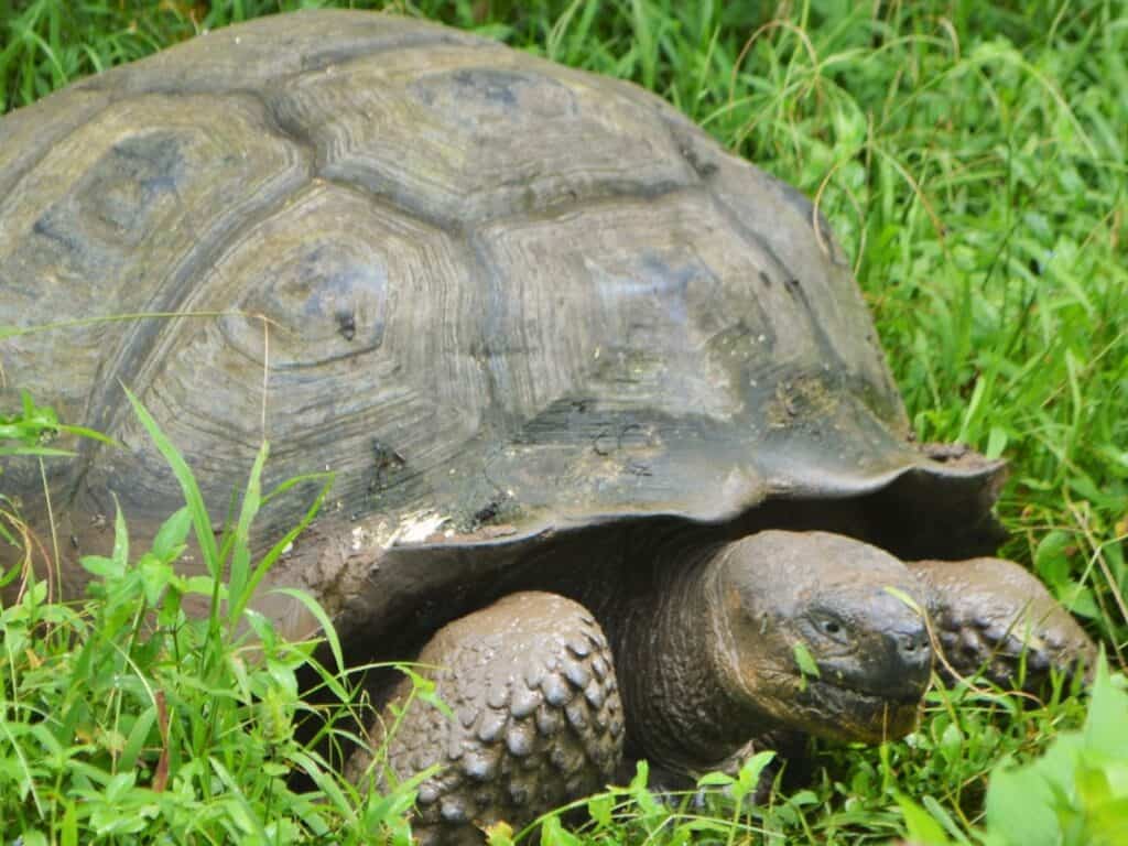 Close-up of a giant tortoise