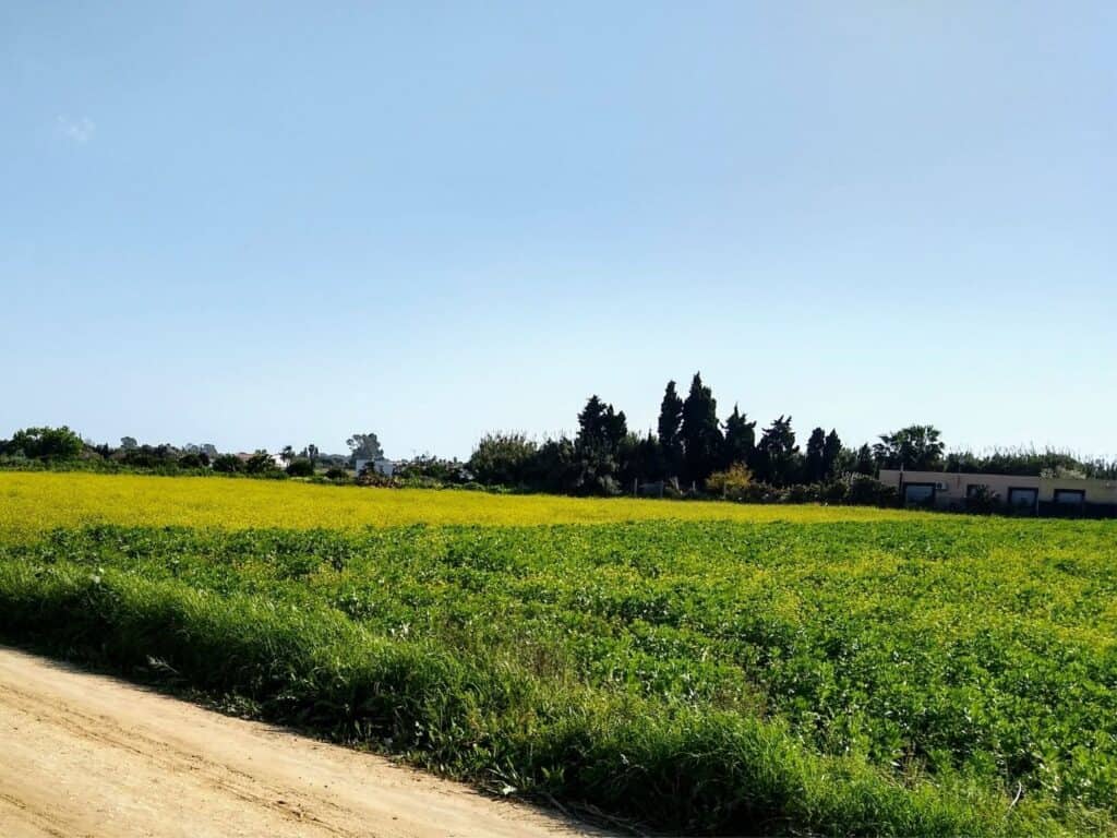 A meadow with yellow flowers