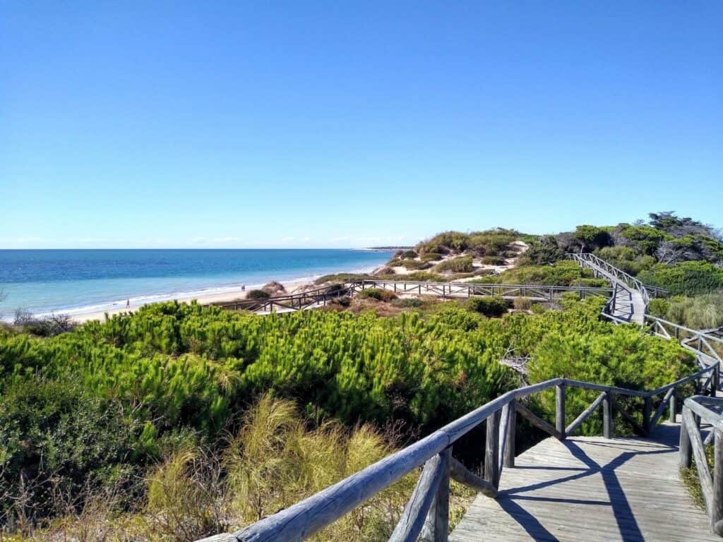 A wooden boardwalk trail through forested sand dunes.