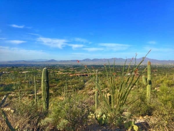 Cactus with mountains in the background - book a winter rental in Tucson