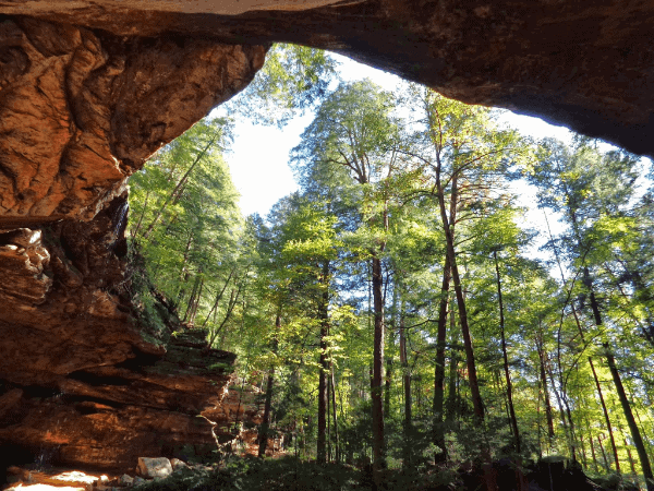 View of tall trees from inside a cave