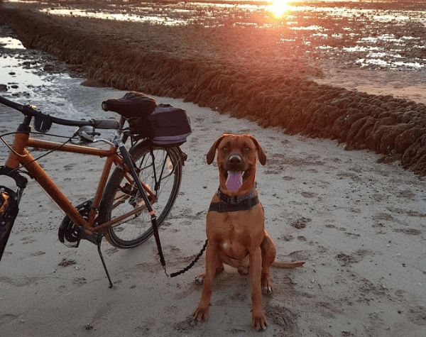 Picture of the author's dog sitting next to a mountain bike on the beach with the sunrise in the background