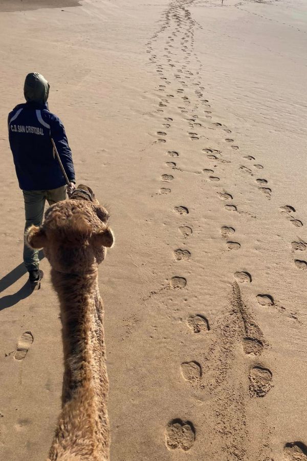 View of camel hoofprints and the guide from on top of a camel